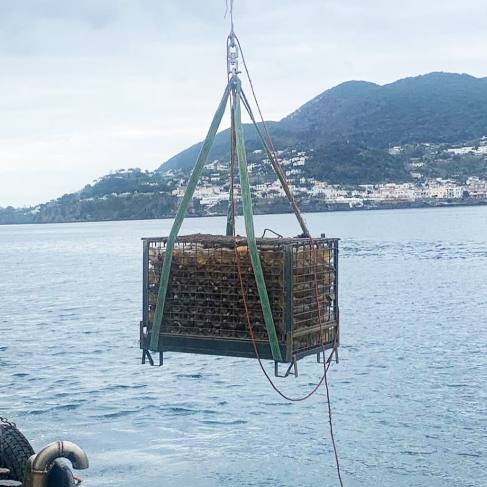 Tommasone Deep Sea Perlage Ischia Bianco Doc Sotto il Mare Vino Spumante Brut Metodo Classico Bt. Cl.75 - immagine 4