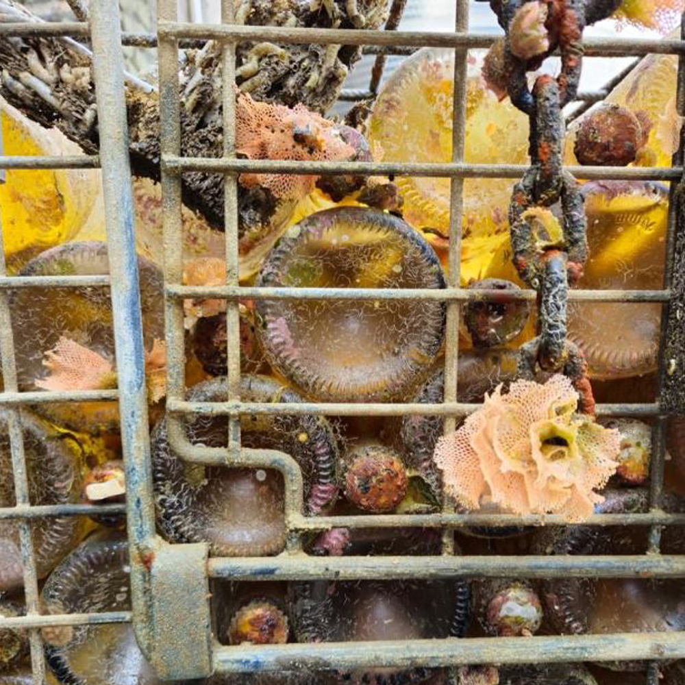 Tommasone Deep Sea Perlage Ischia Bianco Doc Sotto il Mare Vino Spumante Brut Metodo Classico Bt. Cl.75 - immagine 5
